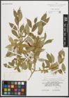 Foto von Salix pseudopentandra Flod.